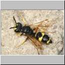 Cerceris rybyensis - Knotenwespe 30 9mm.jpg